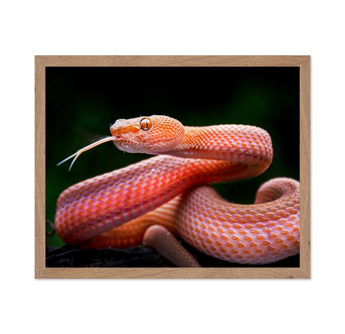 Mangrove Pit Viper