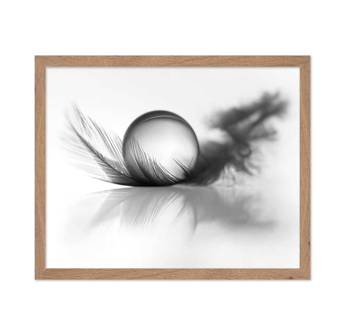 Feather Still Life