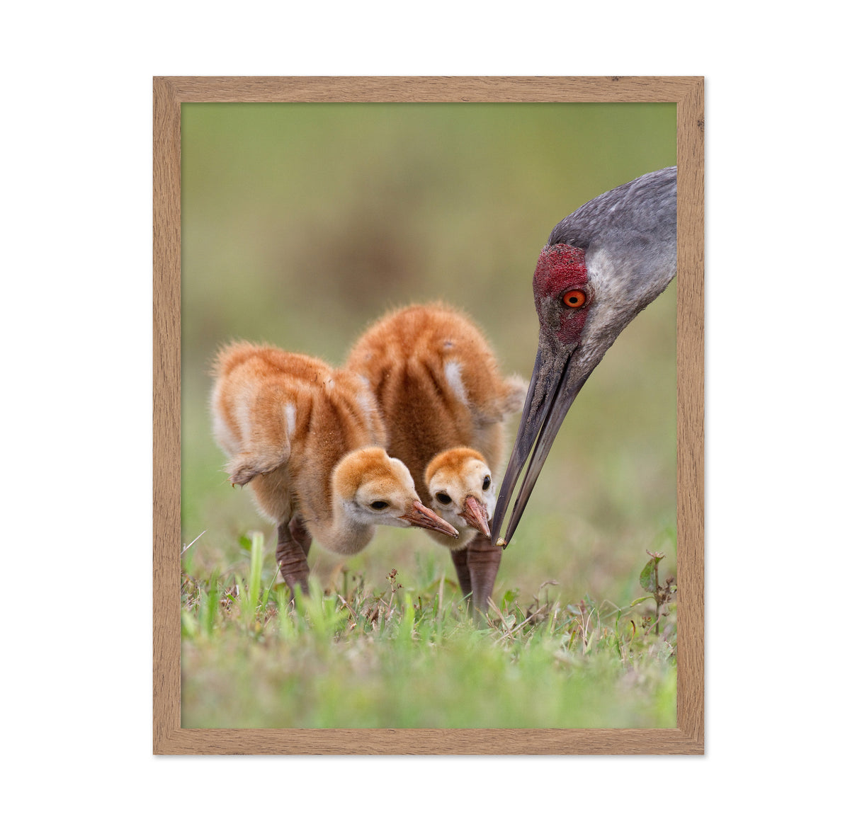 Sandhill Crane with Chicks