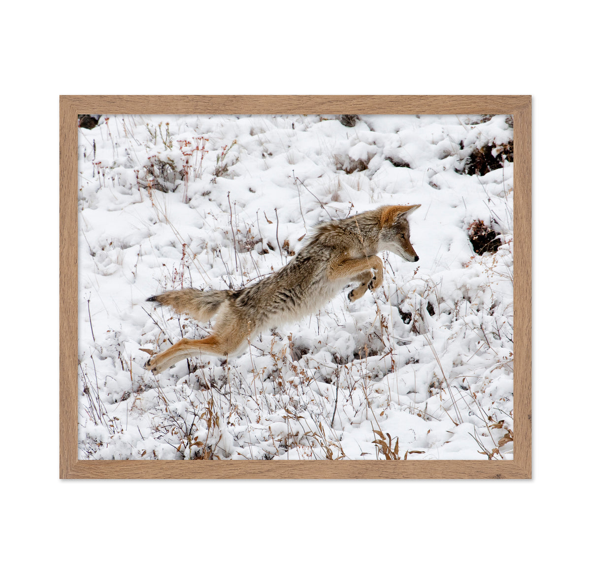 Coyote Pouncing