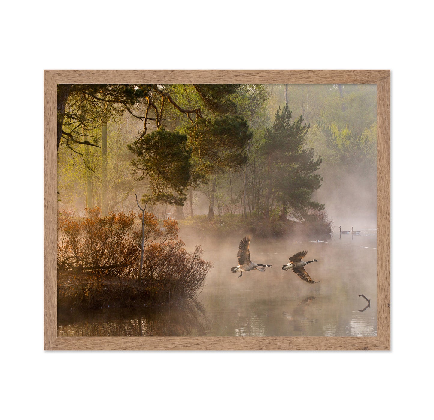 Goose Fight