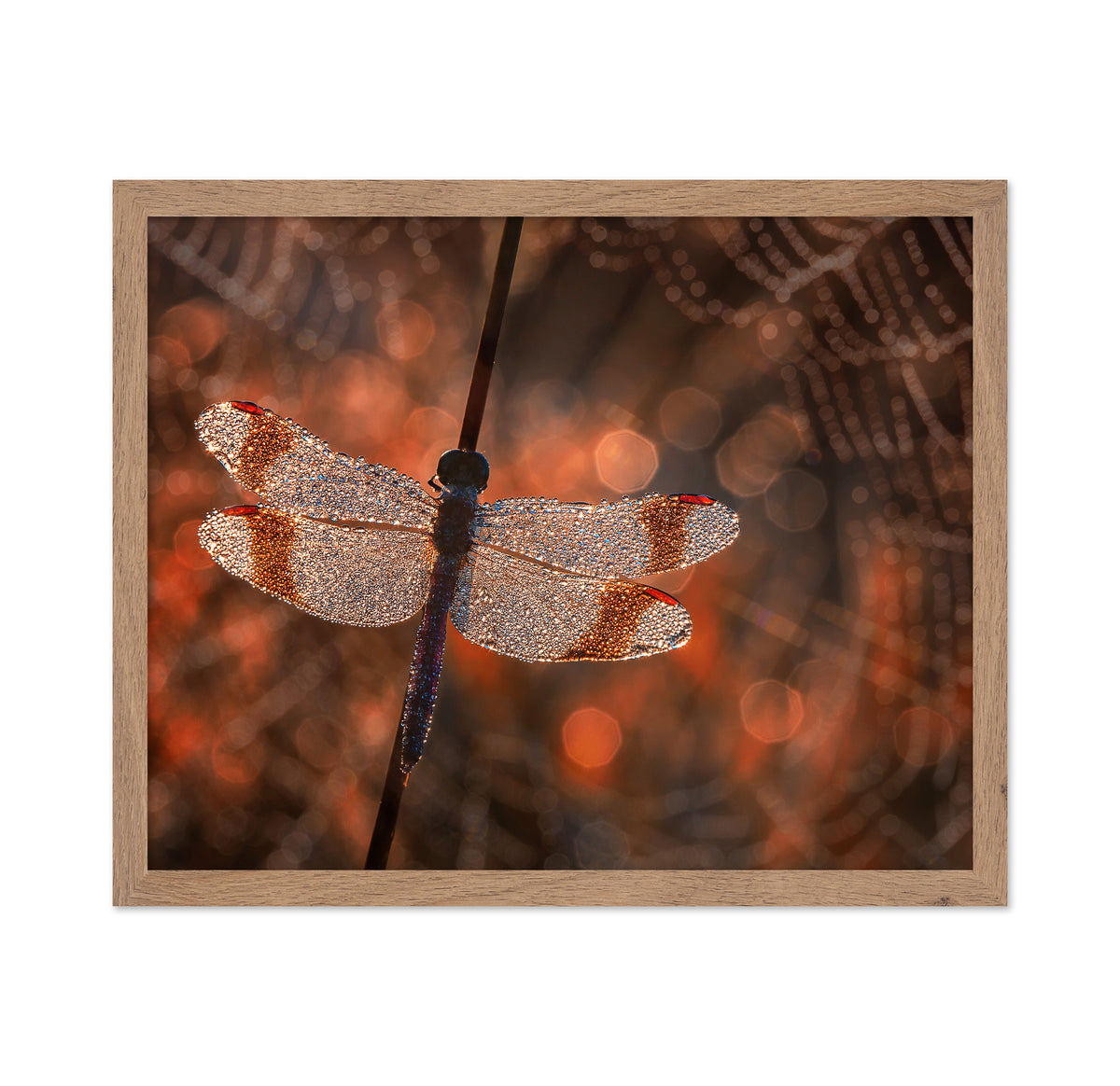 Banded Darter Dragonfly