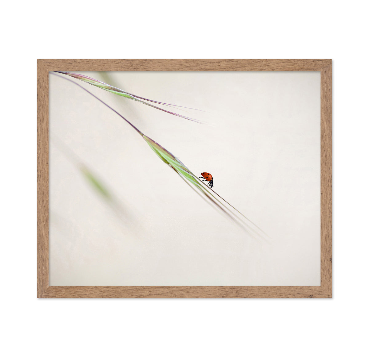 Seven-Spotted Ladybug