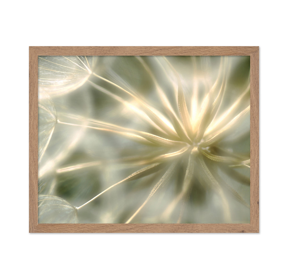 Dandelion Seed Head