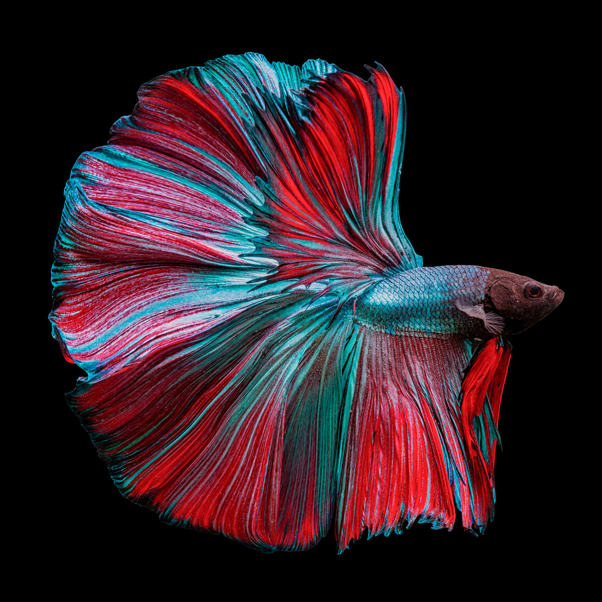 Betta Fish Red and Blue