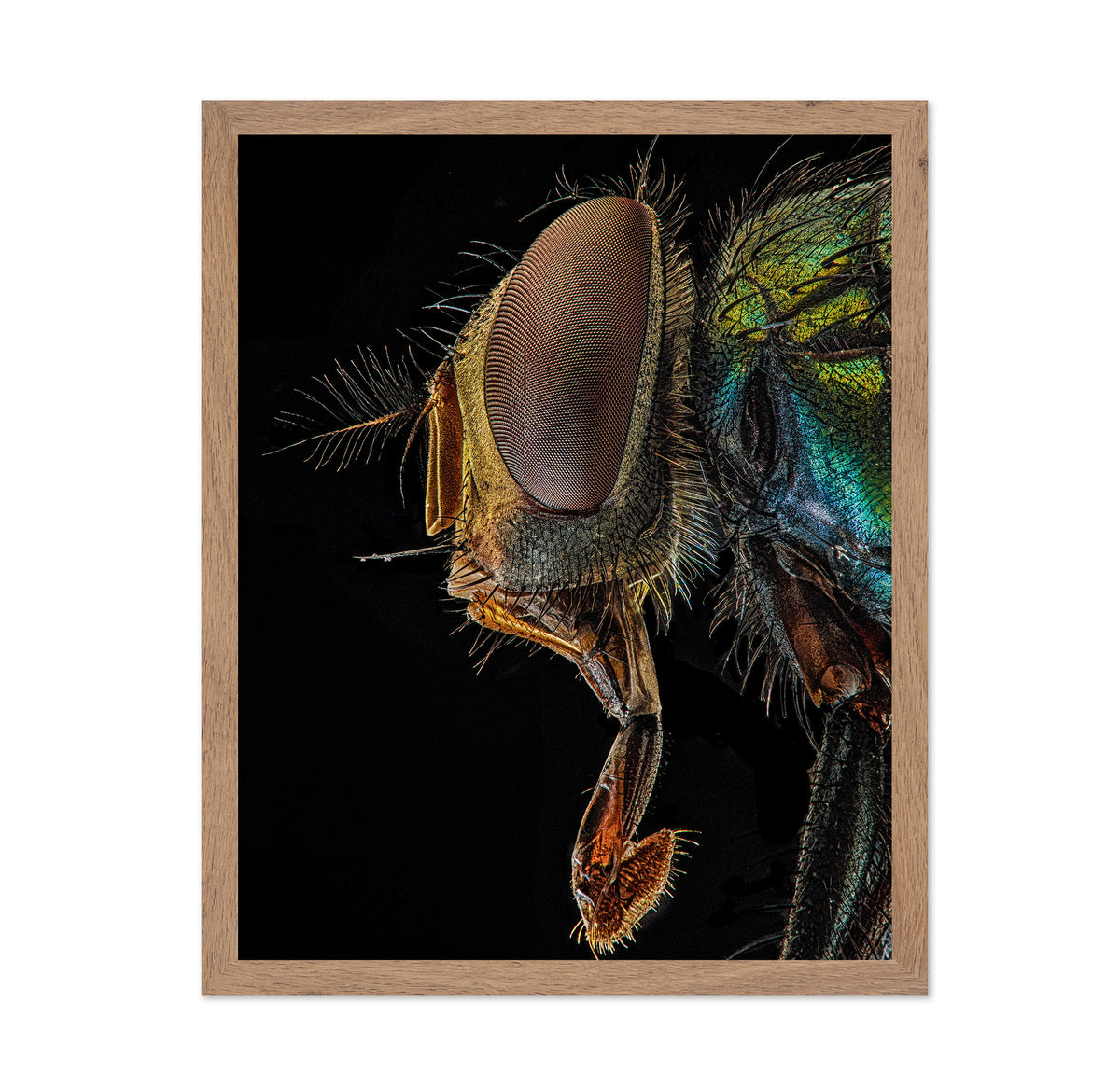 Lucilia Sericata