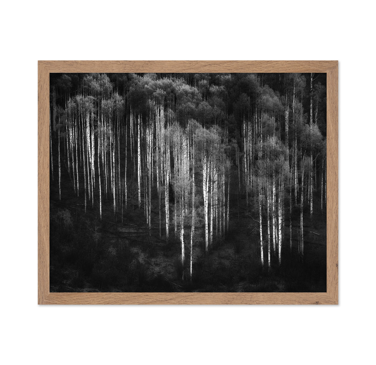 Birch Forest in Aspen