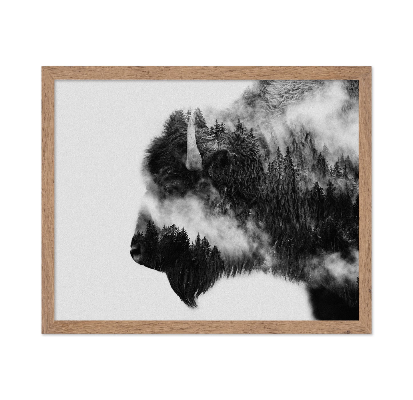 Bison
