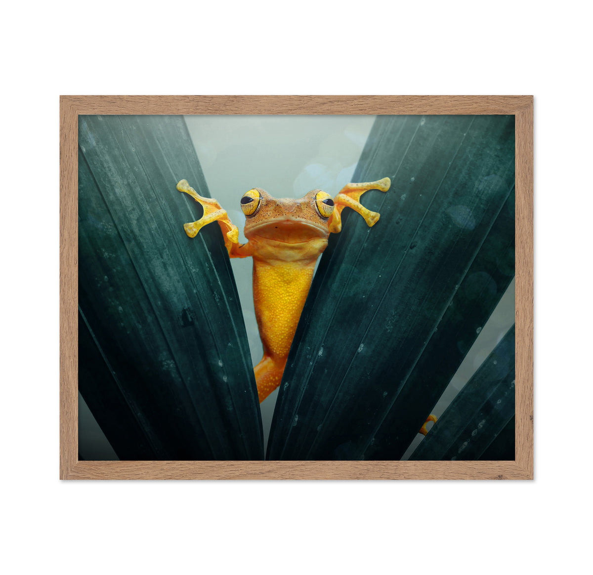 Gold Frog