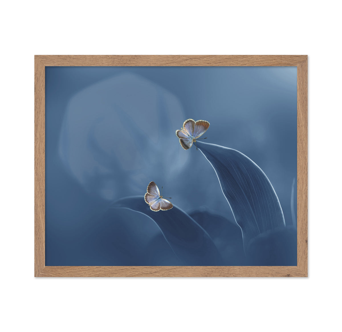 Butterfly with the Moon