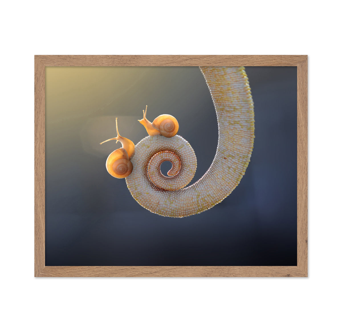 Chameleon with Tail and Snail