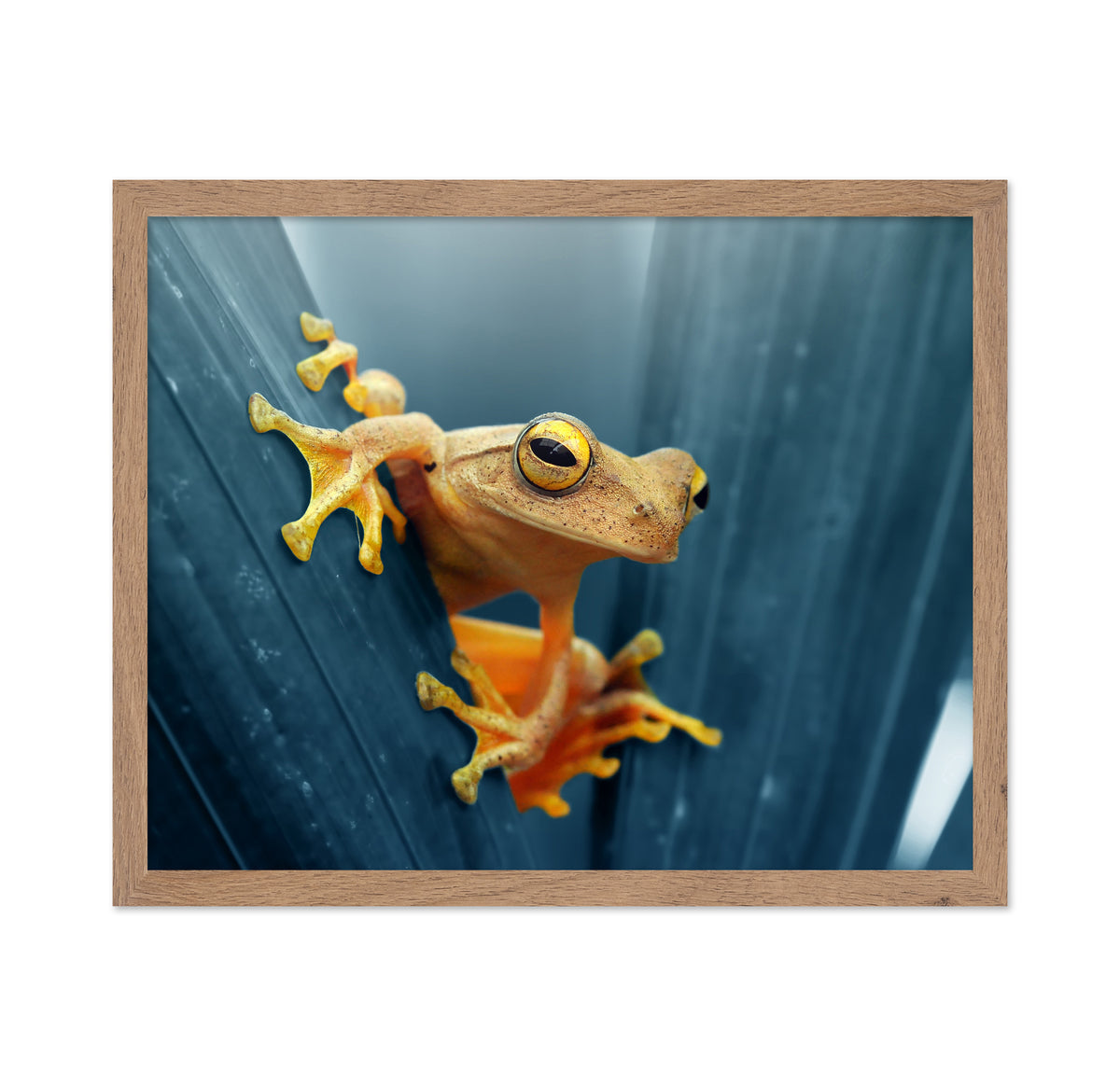 Gold Frog No 2