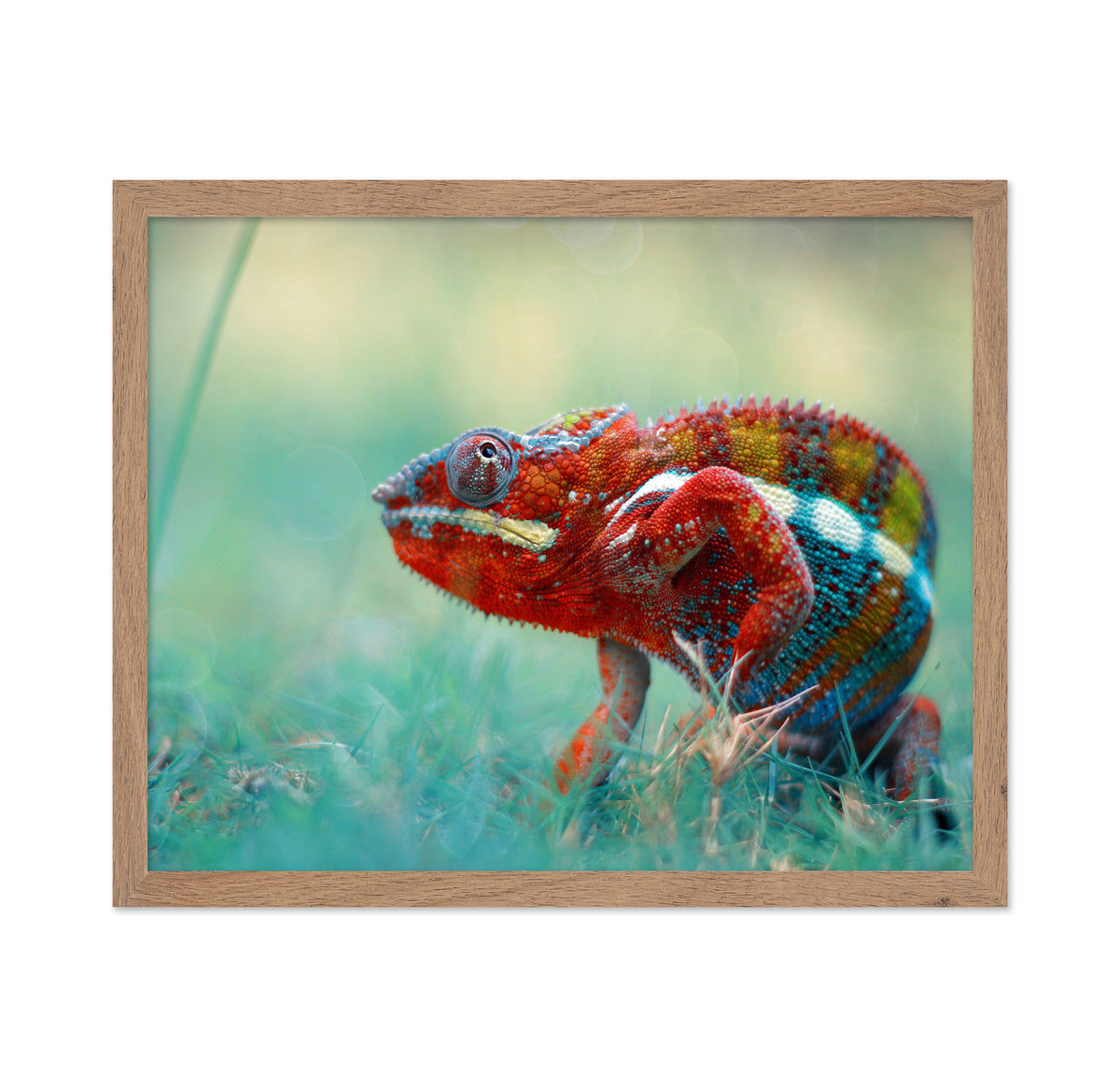 Panther Chameleon