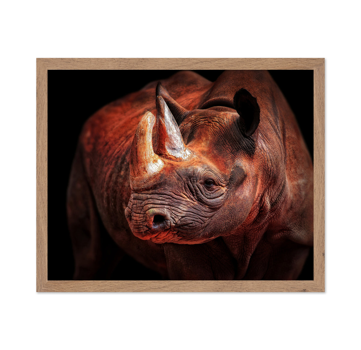 Rhino Posing