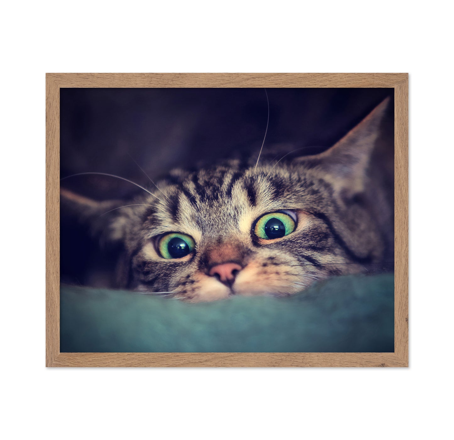 Surprise Kitten