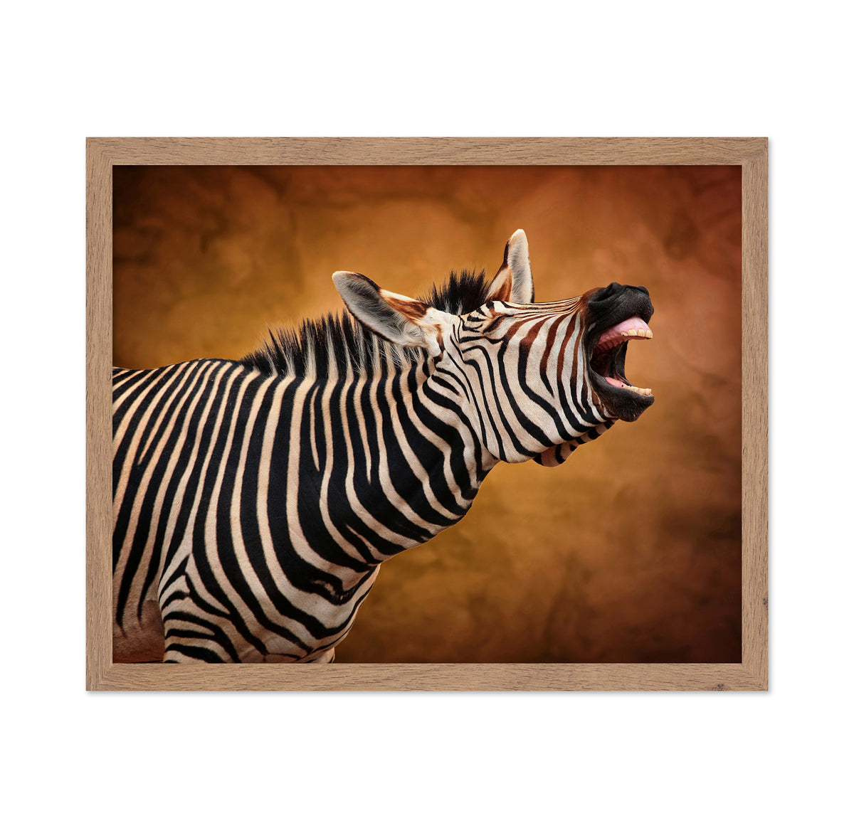 Braying Zebra