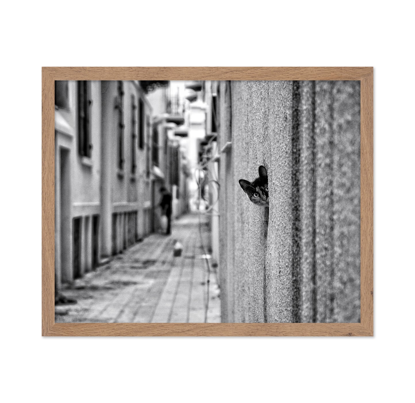 Peaking Urban Cat