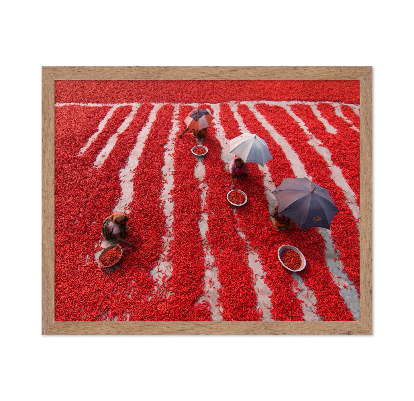 Red Chilies Pickers
