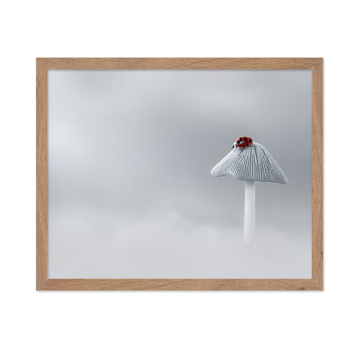 Soliloquy of Red