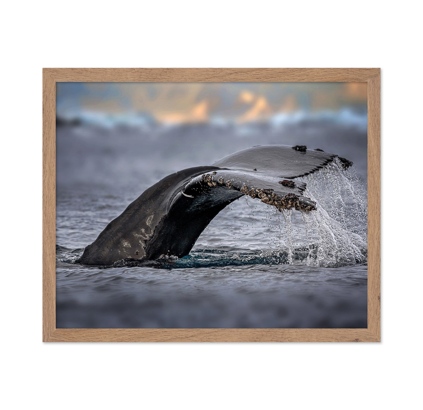 Humpback Whale