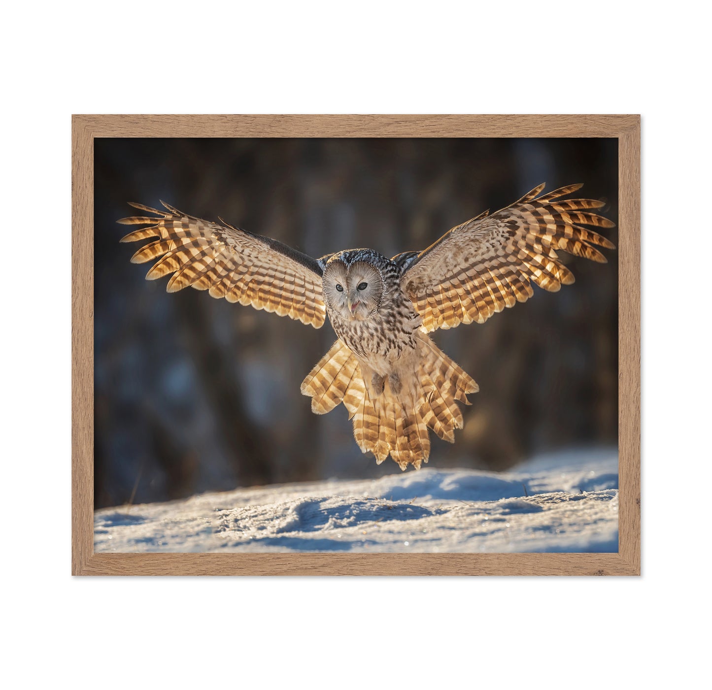 Ural Owl in Flight