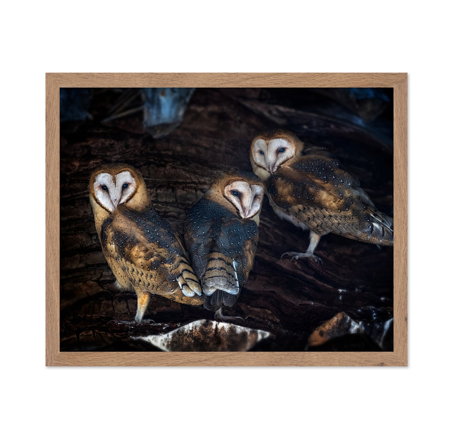 Baby Barn Owls