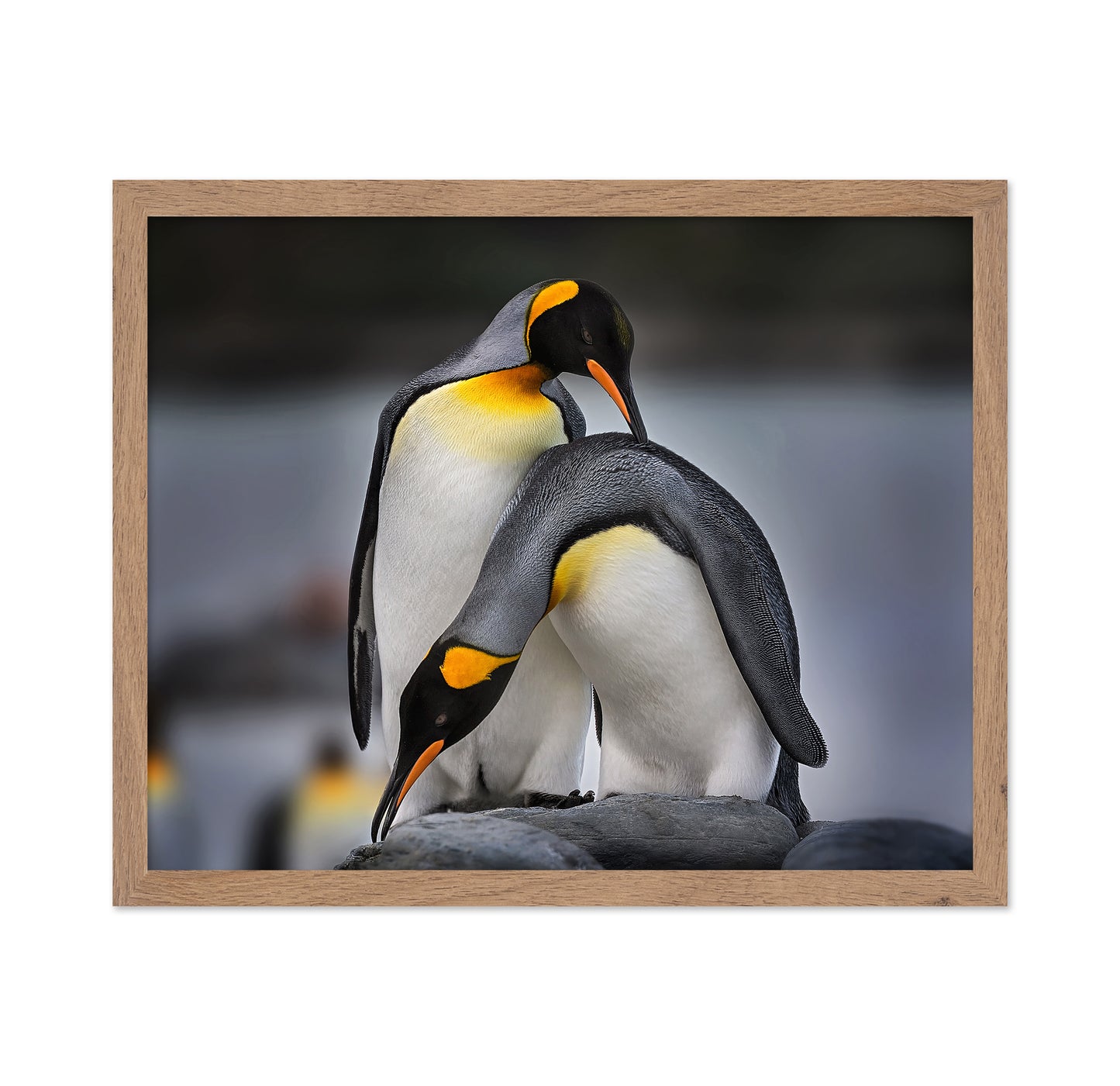 Love Story of King Penguins