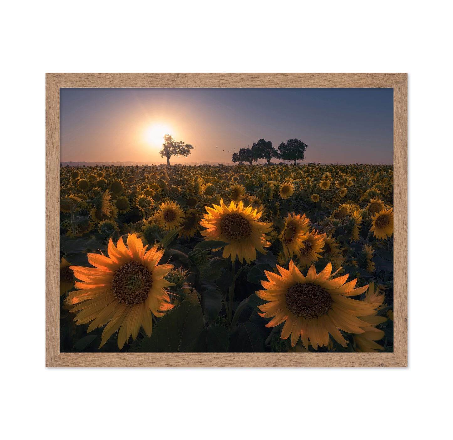 Sunflower Field No1
