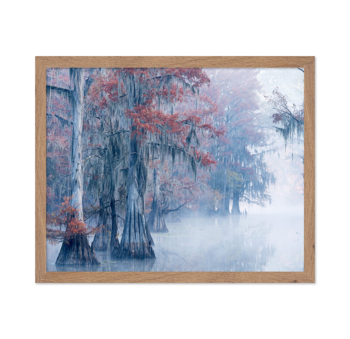 Autumn Cypress