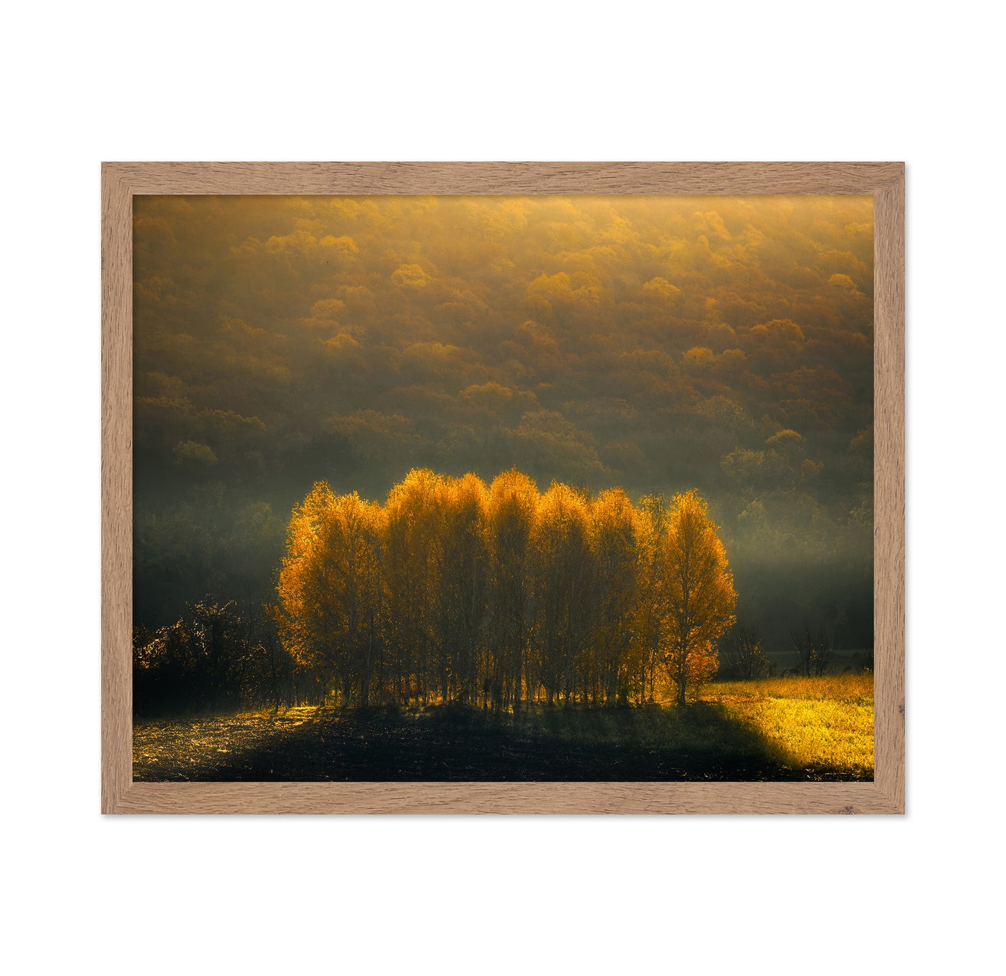 Morning Light