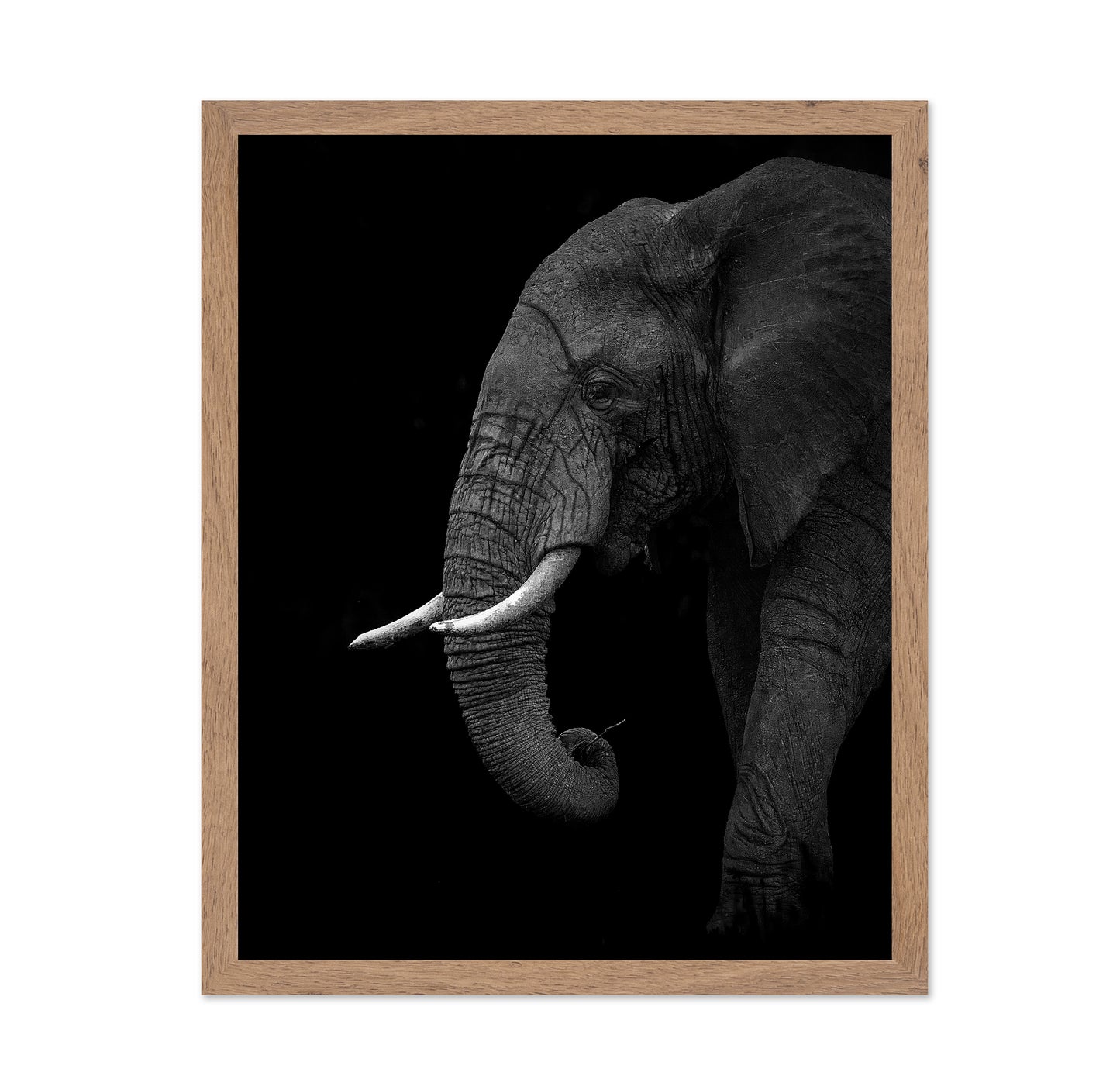 Largest Land Animal on Earth