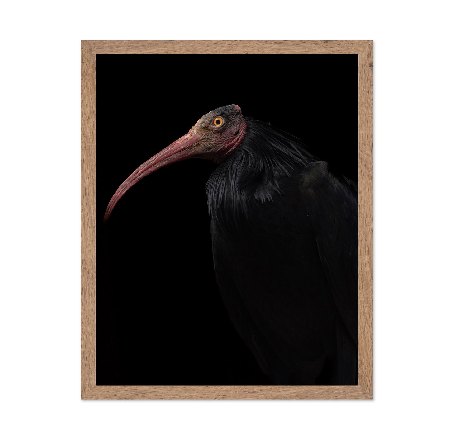 Ibis