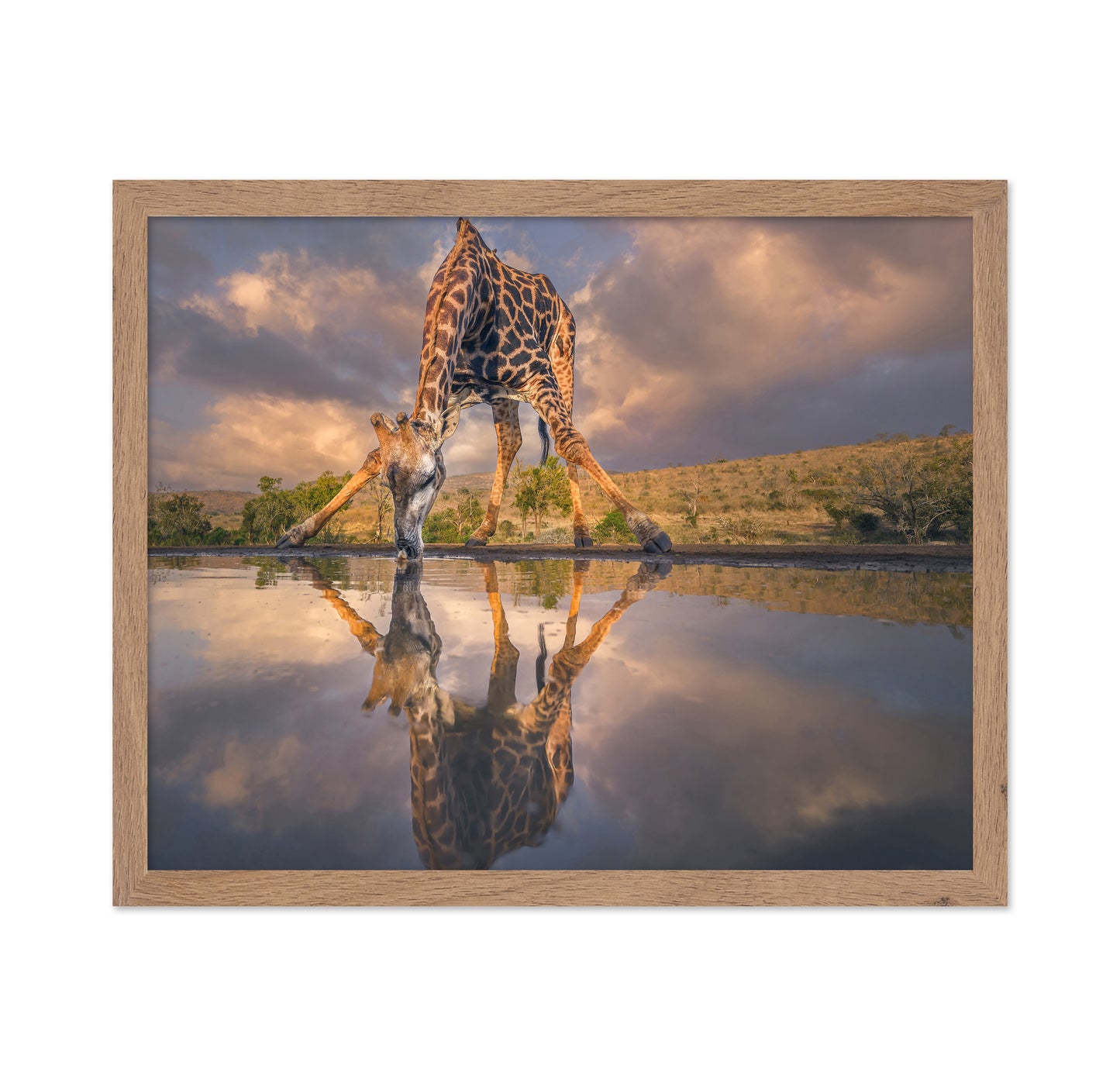 Wild Reflection