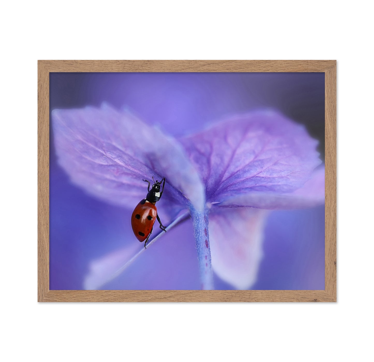 Ladybird On Purple Hydrangea