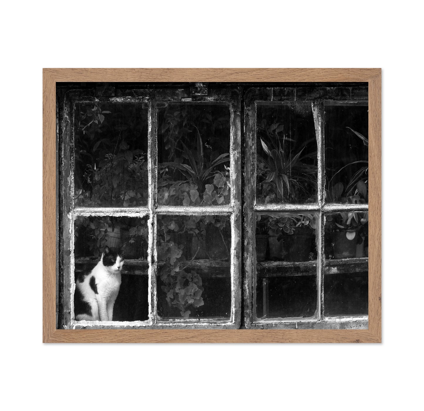 Black & White Cat at Botanical Garden
