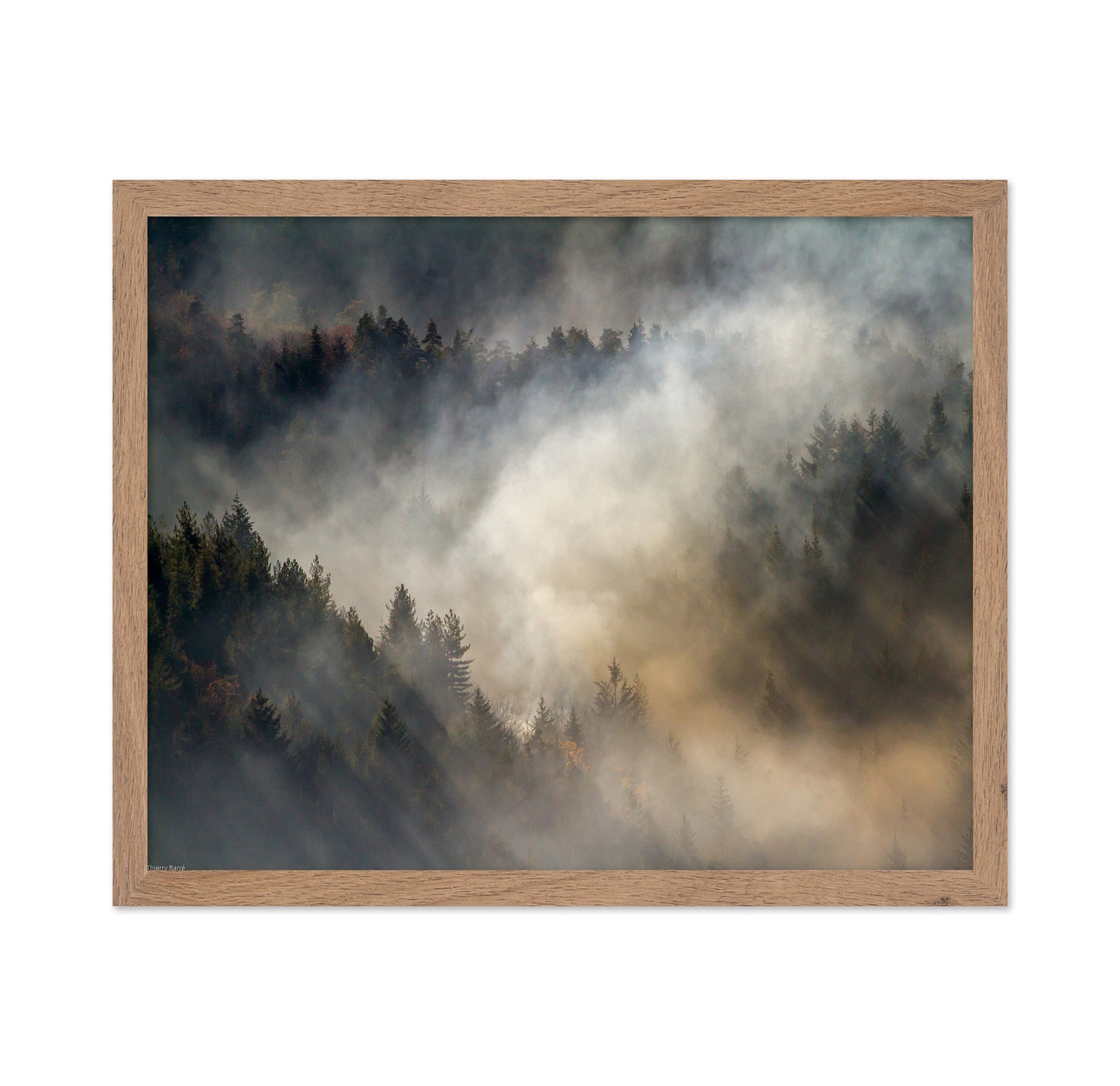 Misty Forest No1