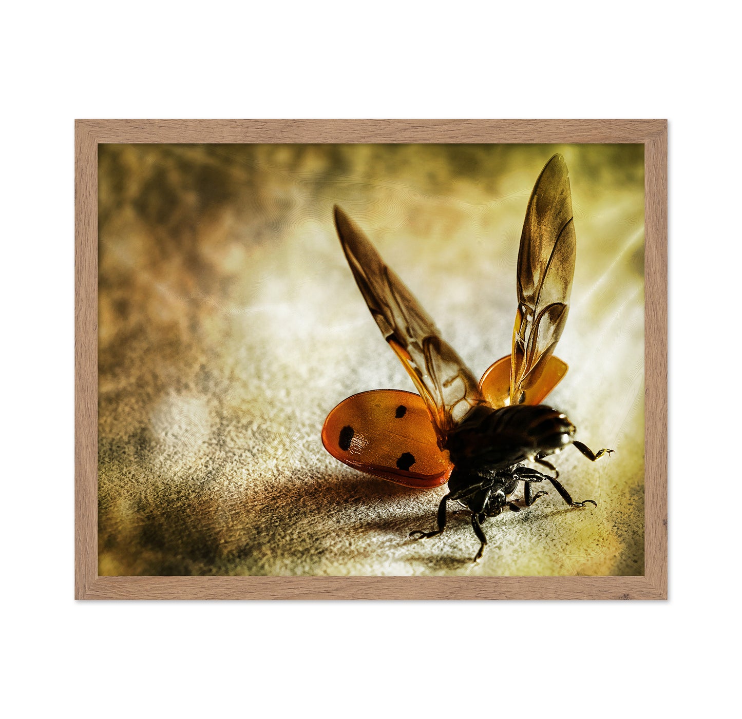 Lady Bug Acrobat