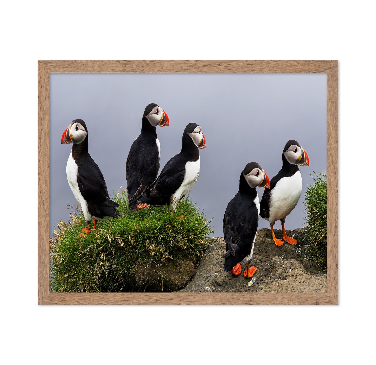 Atlantic Puffin