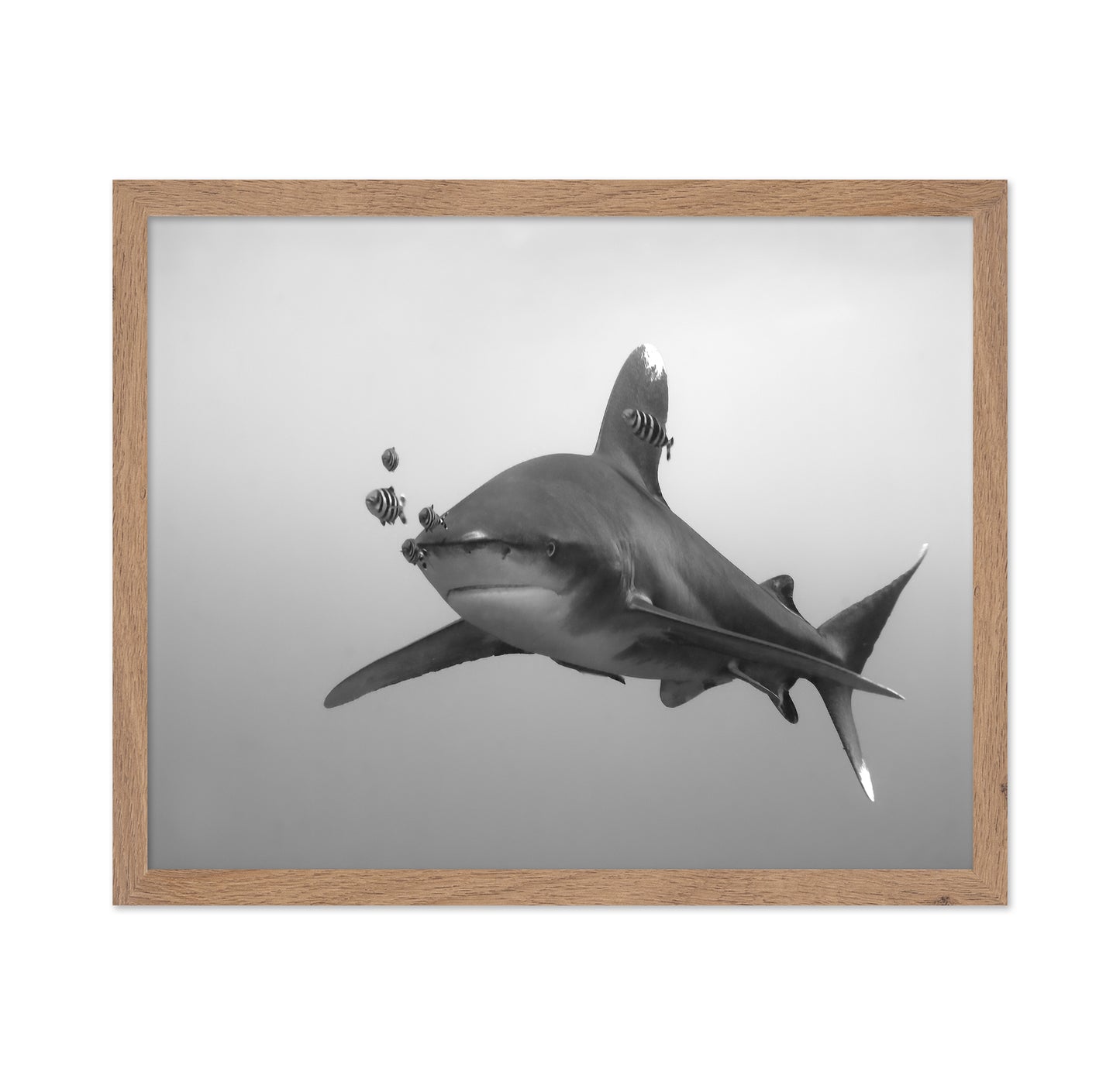 Longimanus
