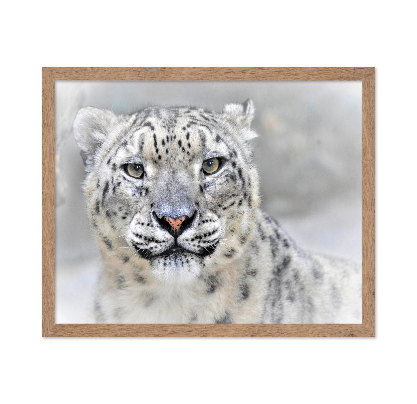 Snow Leopard