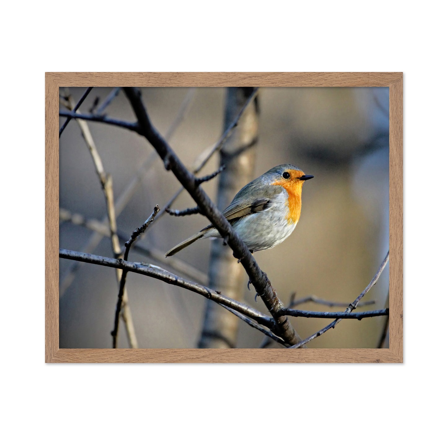 Little Red Robin