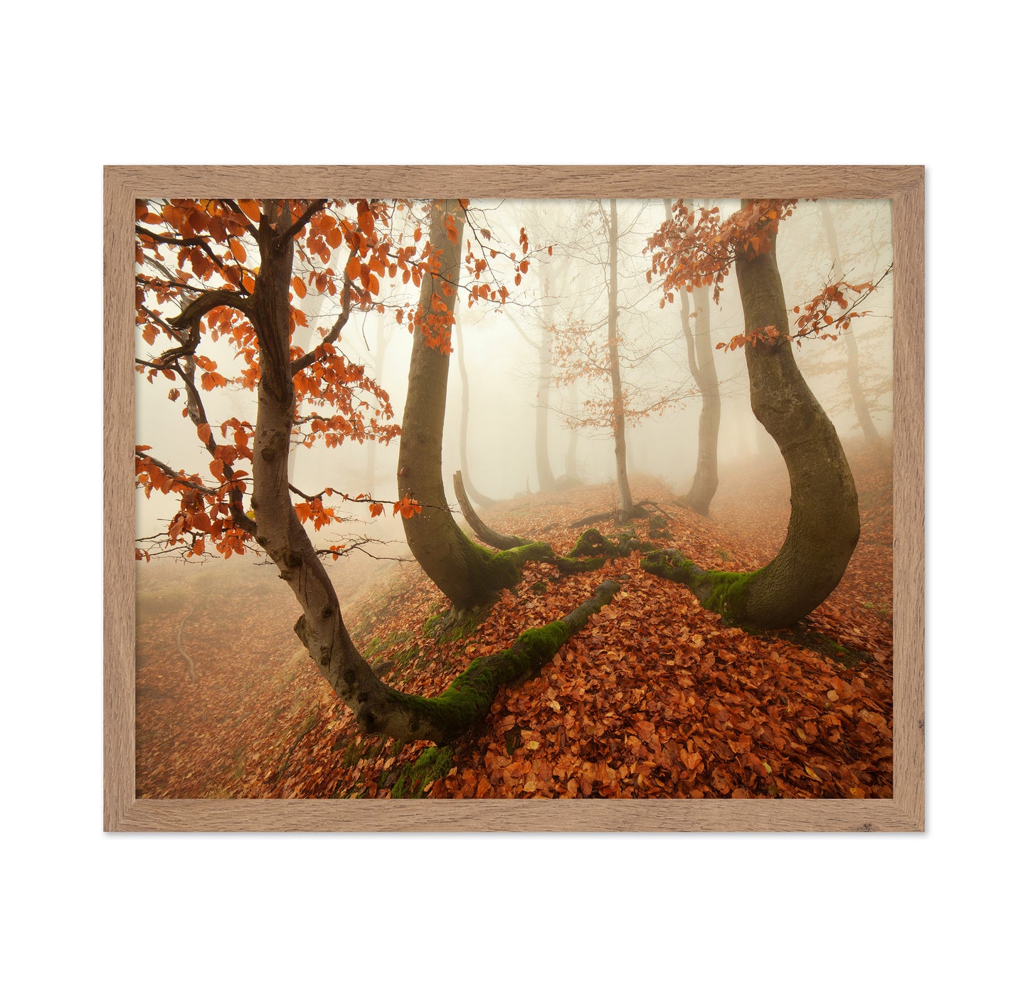 Autumn Octopus In The Ore Mountains