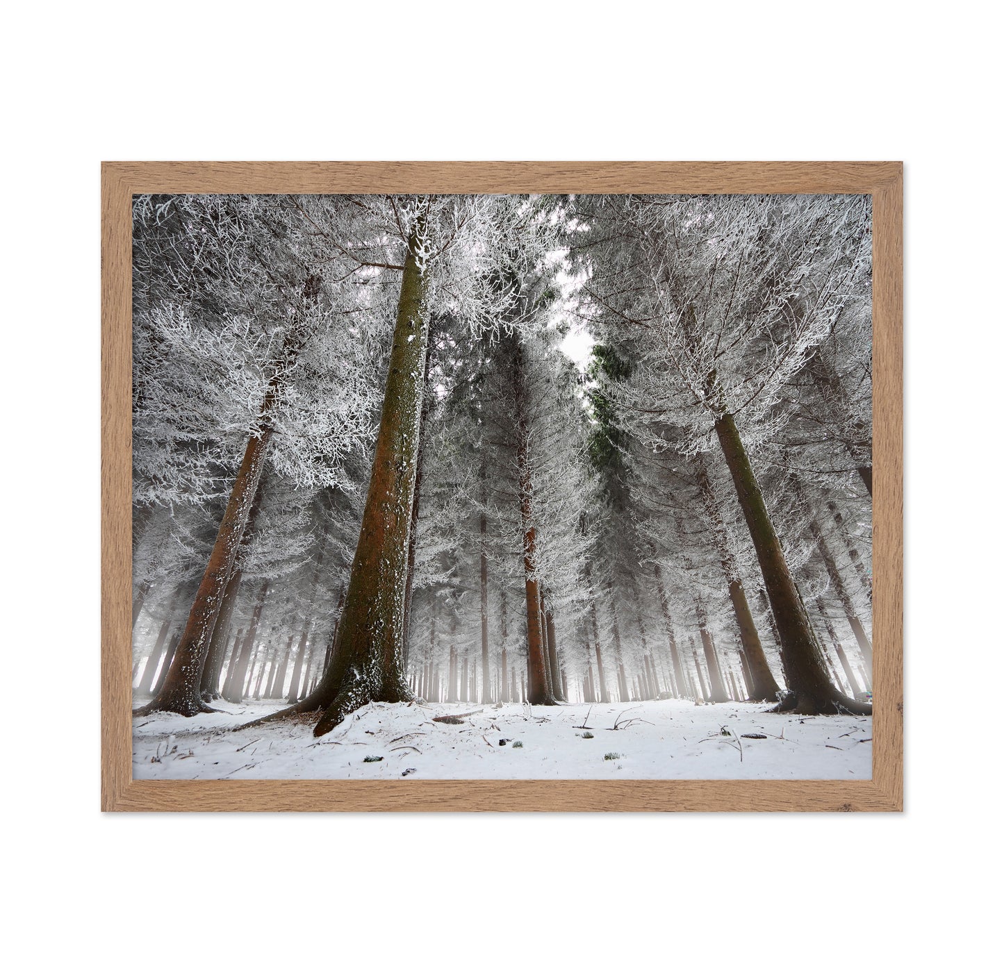 Morning In The Forest