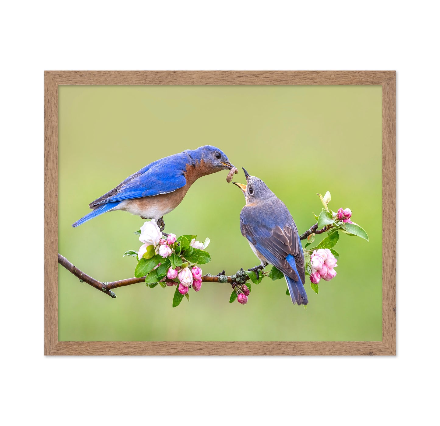 Bluebirds Love