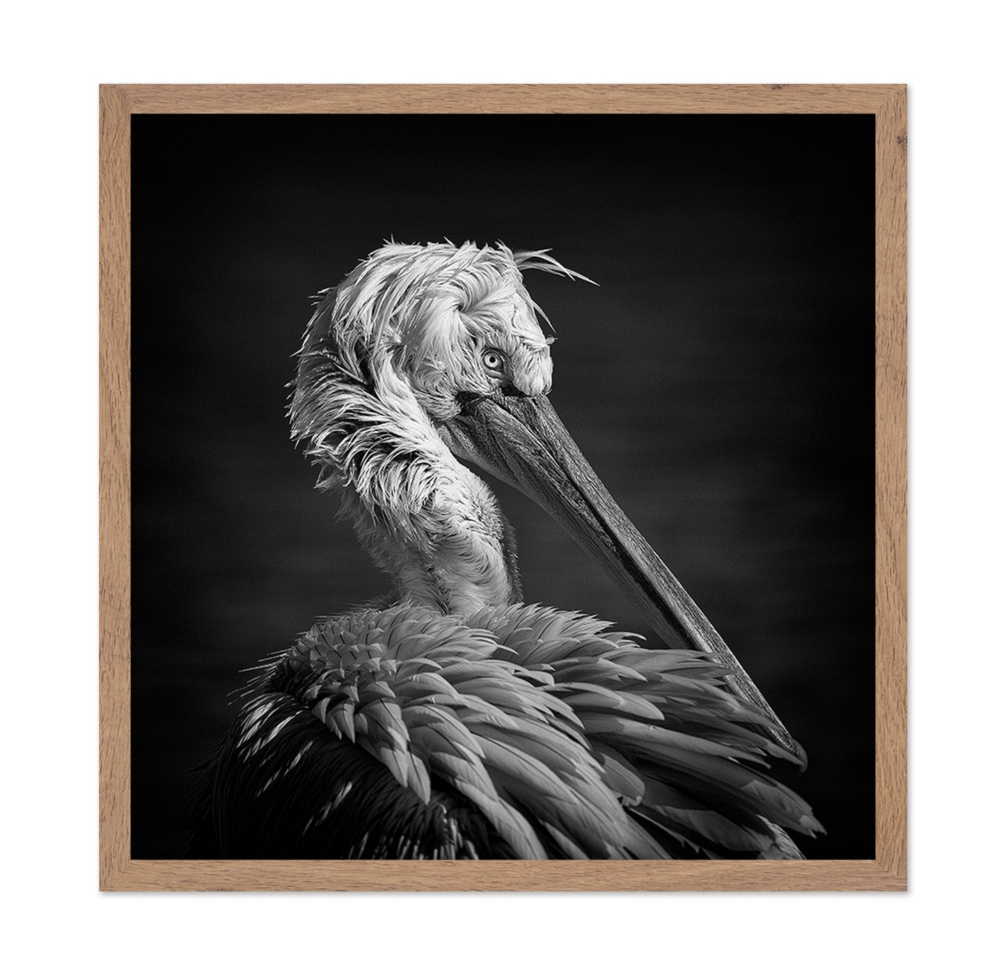 Pelican
