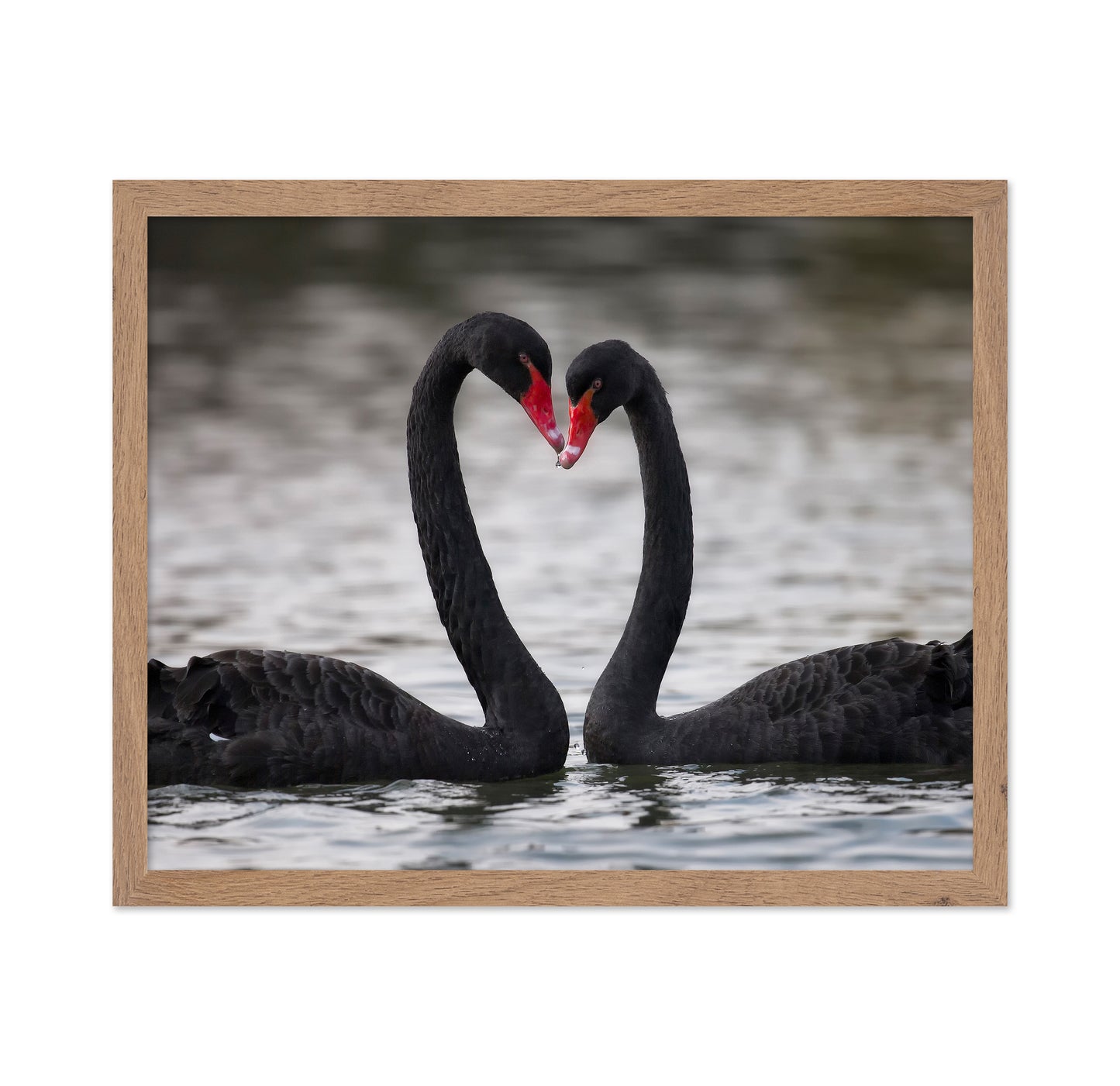 Black Swans In Love