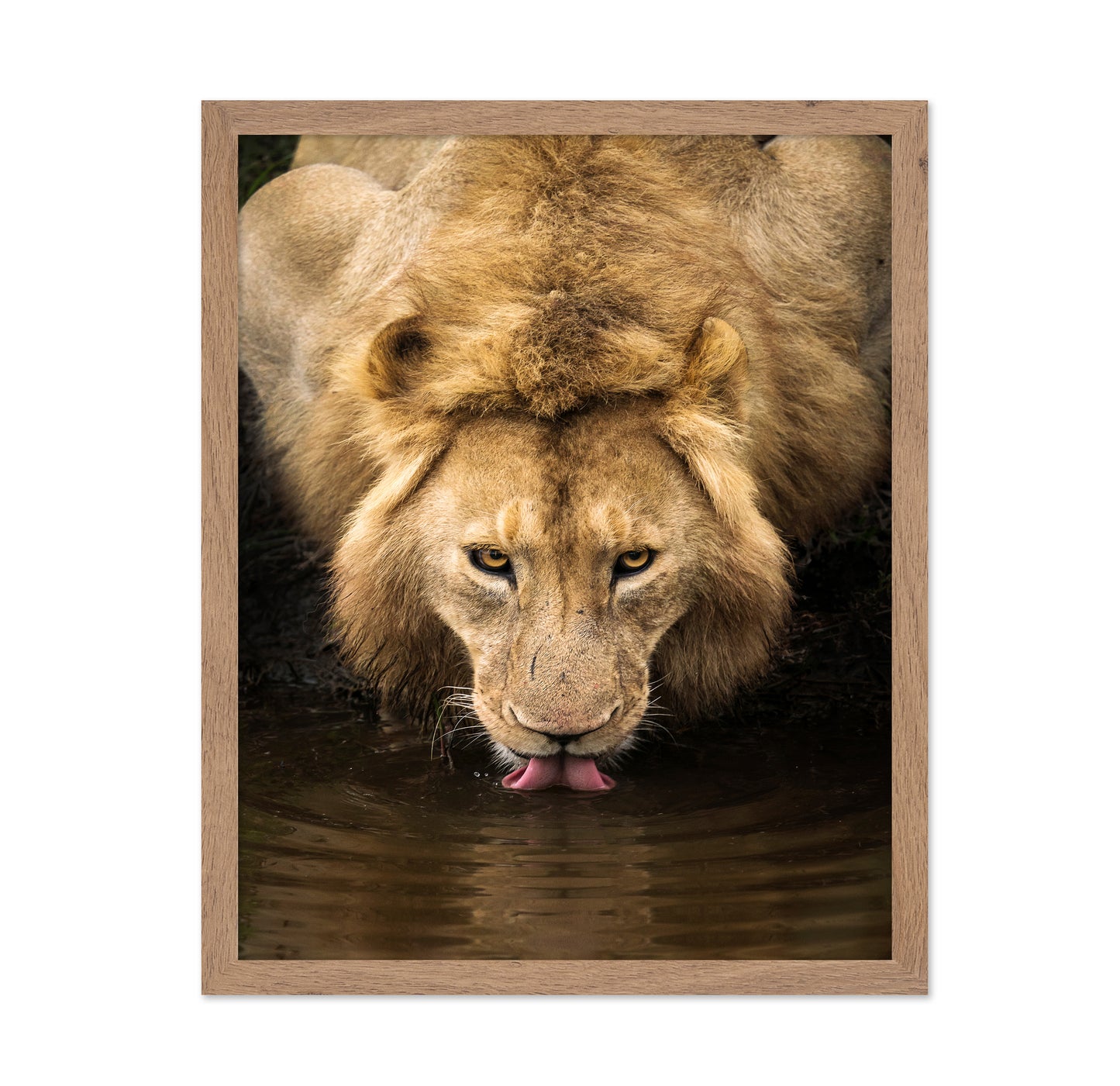 The Lion