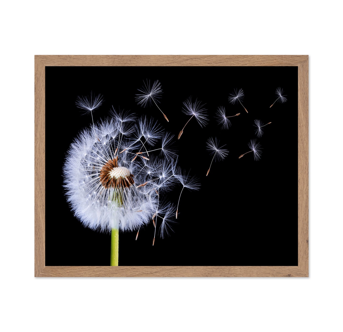 Dandelion Blowing No 1