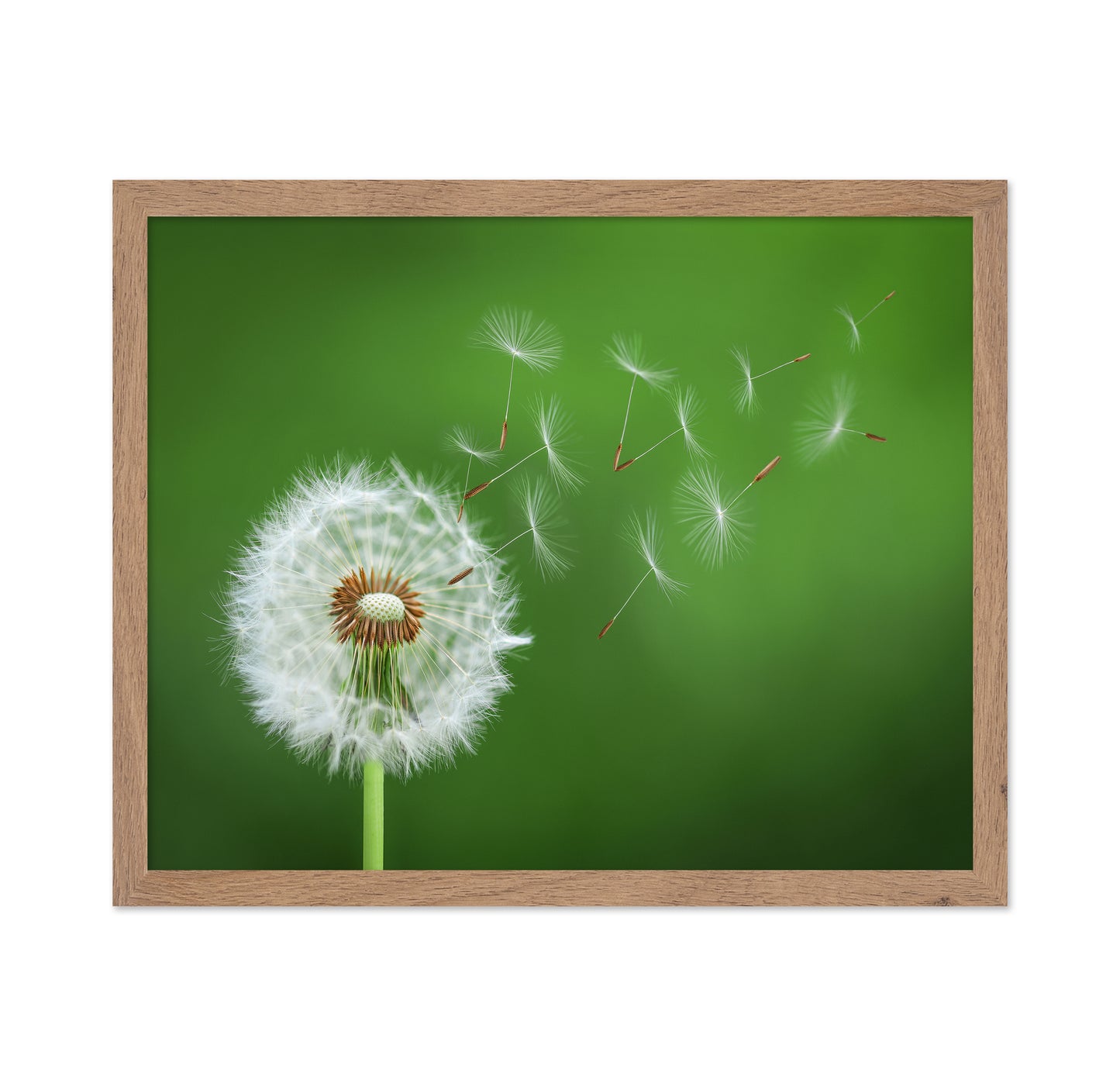 Dandelion Blowing No 2