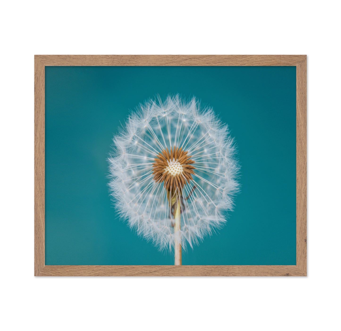 Turquoise Dandelion